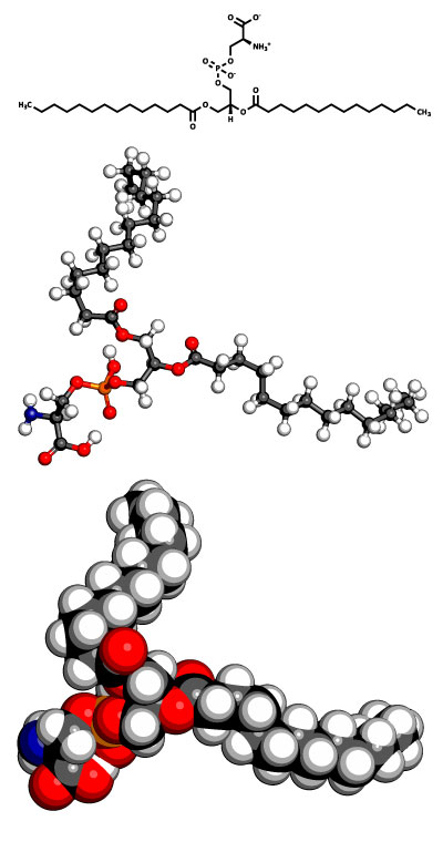 Phosphatidylserine molecular structure and its ability to stabilize cortisol during exercise